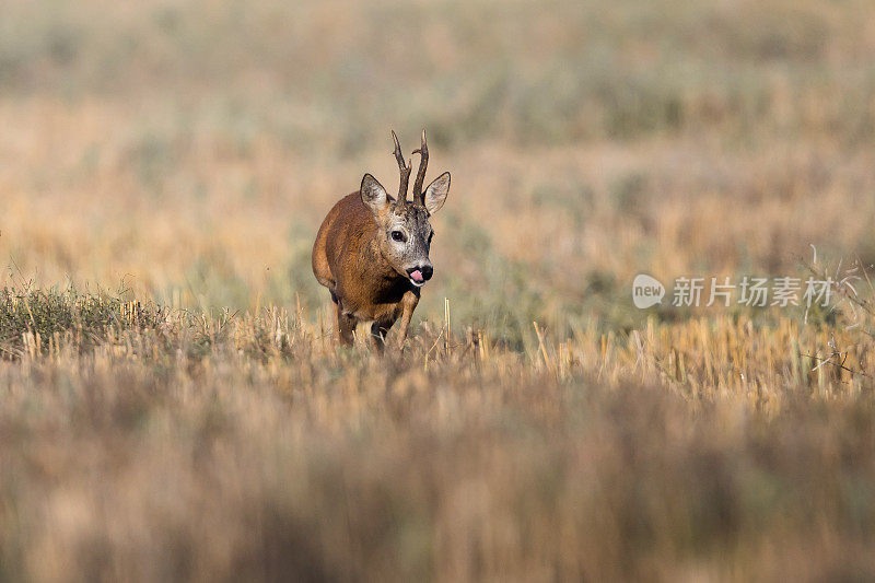 鹿(学名:Capreolus Capreolus)